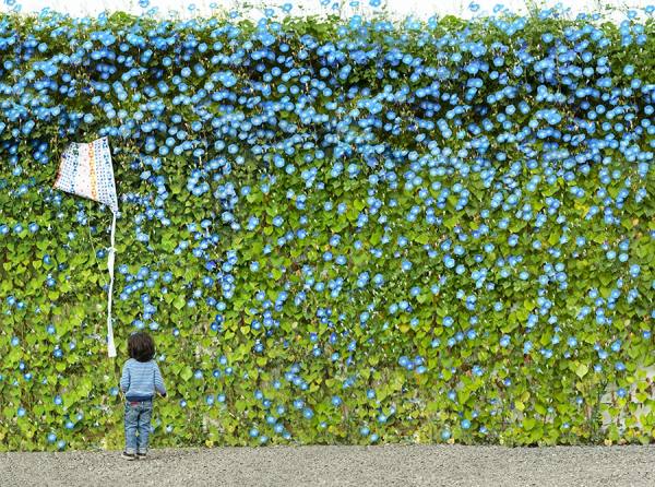 Photograph Laurie Frankel Morning Glory on One Eyeland